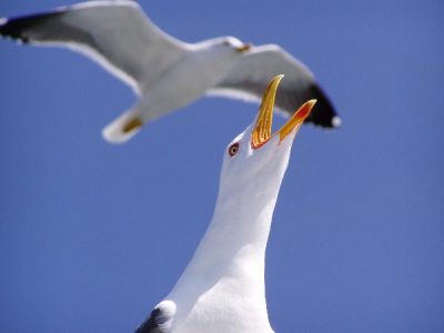 Deze mooie vogel lifte mee op de boot van waterpark Neeltje Jans.