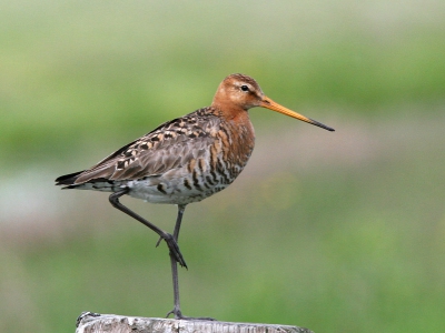 Eindelijk ook eens een Grutto op een paaltje kunnen fotograferen.
Canon 20D/Canon 300 mm +1.4 extender.