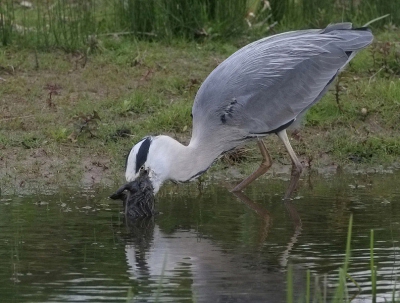 Hier probeert dus de Blauwe Reiger het Konijntje te verdrinken.