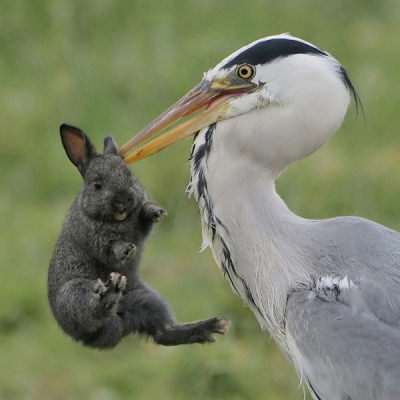 Bird picture: Ardea cinerea / Blauwe Reiger / Grey Heron