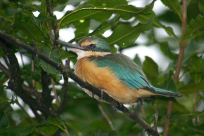 Om de variatie binnen de sacred te tonen deze haast oranje vogel. Dezen zijn ook veel groener op het dek.