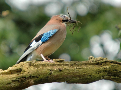 Deze gaai (ik meen ergens gelezen te hebben dat Vlaamse er tegenwoordig afgelaten dient te worden) was druk bezig een nest te maken op een zonnige vroege lentedag.