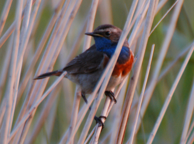 Eindelijk een blauwborst een beetje redelijk geschoten. Met de hand scherpgesteld vanwege het riet en uit de hand genomen (500mm + 2x teleconverter, 800ASA, D100). Het heeft me wel een boete van EU 45 gekost vanwege het negeren van een bord met bestemmingsverkeer (doet 'n beetje auw, maar ik laat het wel voorkomen).