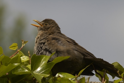 gieteling op een muurtje in de tuin heeft dit jaar ook nog niet veel zon gehad