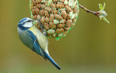 Ach ja, een pimpelmees, wat valt er van te zeggen.
Nikon D70, Bigma op 500 mm, F6, 1/800 .