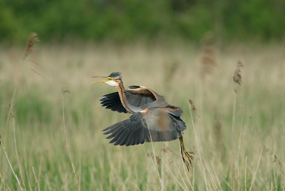 <i class='fa fa-user'></i> dick hoogenboom | Purperreiger  <i class='fa fa-eye'> 509</i>  <i class='fa fa-thumbs-up'> 11</i>   <i class='fa fa-comment-o'> 8</i>