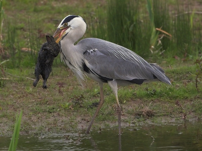 Ardea cinerea / Blauwe Reiger / Grey Heron