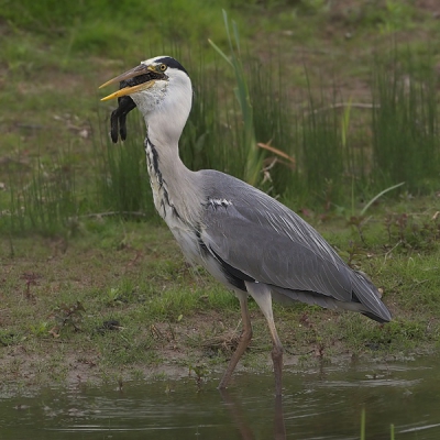 Ardea cinerea / Blauwe Reiger / Grey Heron