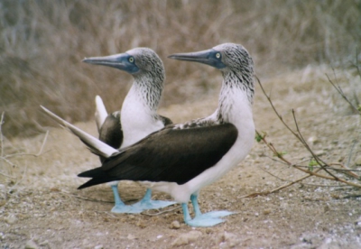 Isla de la Plata