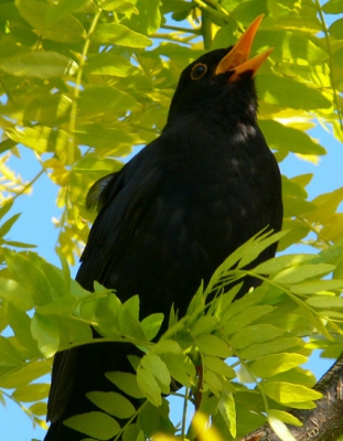 Dit mannetje  heeft een nest in onze tuin. Ik hoef niet te vertellen hoe hard hij zingt. Dat lijkt me  duidelijk zichtbaar.
Het is en blijft een bekend, maar geweldig lied.