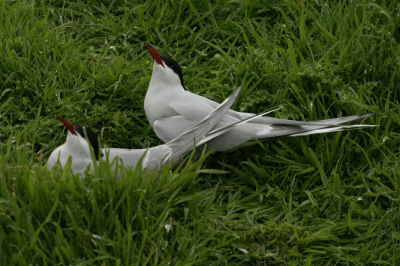 Het mannetje rechts bracht een visje mee voor het vrouwtje en zij kon dit net op tijd wegschrokken (helaas niet op foto); een andere stern wilde het stelen. Ze kijken de bijna-dief wel boos aan!