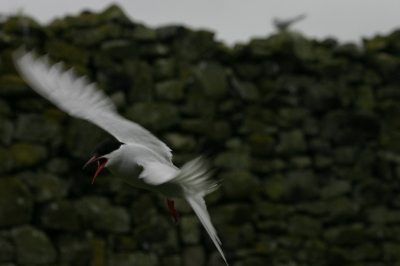 Op de Farnes scheren de sterns je om de oren. En af en toe pikken ze in je hoofd. Deze kon ik nog net ontwijken.