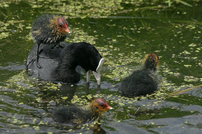 Dit kleintje wilde pers op moeders rug, maar zij zag dit niet zitten en wierp het kind ter water...