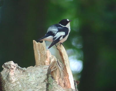 Na elven was ik van het groepje vogelaars alleen overgebleven en heeft de vogel 25 minuten lang boven op z'n stammetje gebivakeerd zonder al te veel actie te ondernemen. Het was dan ook al aardig warm, dus van mij kreeg-t-ie groot gelijk..