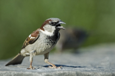 Als vogels het warm hebben, staat hun bek vaak een eindje open. Zo ook bij deze mus.