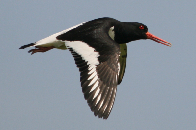 Alleen wat gecropt en geschaald, uit de losse hand met 500 mm, F/7.1, 1/2000 sec, iso-400