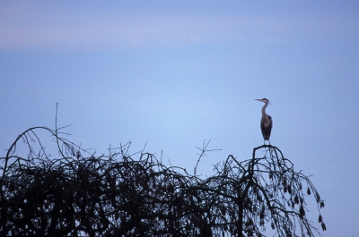 <i class='fa fa-user'></i> Jeroen Reneerkens | Blauwe Reiger  <i class='fa fa-eye'> 481</i>  <i class='fa fa-thumbs-up'> 2</i>   <i class='fa fa-comment-o'> 0</i>