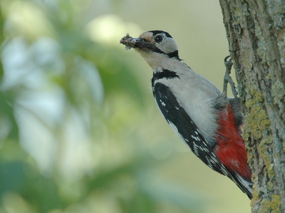 Met dank aan Erik, die mij even in de gelegenheid stelde bij hem in de tuin een broedend paar Grote Bonte Spechten te fotograferen. Het was me nog niet eerder gelukt ze erg fraai te platen.