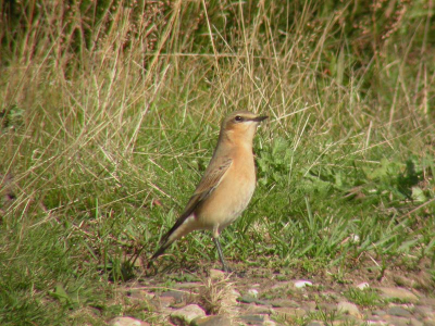 Erg rossig beest...misschien Groendlandse ondersoort??
Hield een blauwe kiekendief nauwkeurig in de gaten.
Nikon Coolpix 4500 Leica televid 77