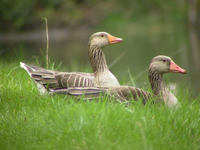 Pa en ma en 9 jongen langs het afwateringskanaal in het waterwingebied. De ouders roken onraad en meteen doken de jongen weg in het gras.
Nikon Coolpix 4500 Leica televid 77