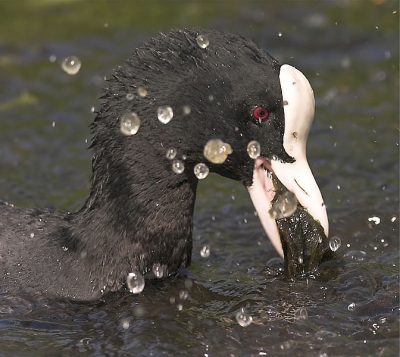 Deze bellenblazende meerkoet is druk bezig groen te verzamelen voor zijn jongen.