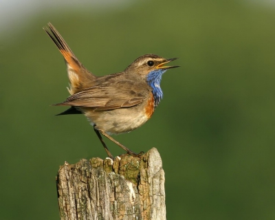 Vandaag een mooi cadeau gekregen van Jenzzel. Mijn geposte blauwborst met prikkeldraad netjes beperkt.  Ook dit is birdpix waar niet alleen nuttige commentaren gegeven worden maar ook totaal onbekende medegebruikers het beste geven om elkaars niveau te verhogen.
Een prachtig resultaat.  Dit wil ik de andere gebruikers die net zoals ik niet zo vertrouwd zijn met ps niet ontzeggen. Bedankt voor het geleverde werk Jenzzel en voor de goede commentaren.