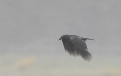 Deze zwarte kraai in stormachtig weer met veel regen gefotografeerd wat een raar beeld geeft.
Wat kwaliteit betreft misschien niet geweldig,vandaar in leuke diversen{of tijdelijk album}