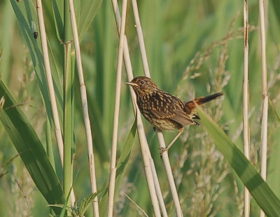 Een gezin blauwborsten was aan het foerageren op een pad. De jongen waren niet schuw. Eerste foto met nieuwe Sigma 50-500 (Nikon D5)