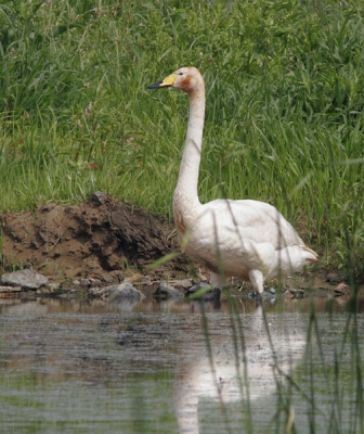 Canon 20D 400mm +1.4 + 2.0 ext
In de winter komen de wilde zwanen hier nog in veel voor maar nog nooit midden in de zomer gezien. Klimaatsverandering of is deze de weg kwijt?