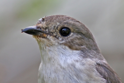 Zoals Rudi al zij, de nederlandse vogels zijn minder fatsoenlijk dan de Vlaamsen, ze poetsen hun tanden en spoelen hun bek niet. 

20D, 300mm, iso 400, 1/200, F5