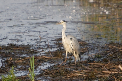 Na al het geweld van de afgelopen maanden een foto van de reiger die ook in het Zauwe gebied een broed kolonie heeft . Het zal niet zo lang meer duren want zowel de purper 
Als de blauwe reiger zij van het nest af. En vliegen uit naar het plas dras gebied.
Ik ben eens om 12 uur in de nacht gaan kijken zelfs dan vliegen ze nog aan met voedsel.
Iso 400 F5/6 1/640 400 mm canon