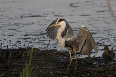 Na al het geweld van de afgelopen maanden een foto van de reiger die ook in het Zauwe gebied een broed kolonie heeft . Het zal niet zo lang meer duren want zowel de purper 
Als de blauwe reiger zij van het nest af. En vliegen uit naar het plas dras gebied.
Ik ben eens om 12 uur in de nacht gaan kijken zelfs dan vliegen ze nog aan met voedsel.
Iso 400 F5/6 1/640 400 mm canon