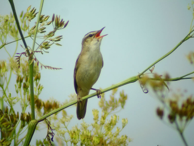 Nu het fluitenkruid wat is verhout, zie je rietzangers dankbaar gebruik maken van deze planten die volop groeien in de ruigte tussen het fietspad en de A4 zongen.
Deze vogel zong alsof het broedseizoen nog maar net was begonnen.