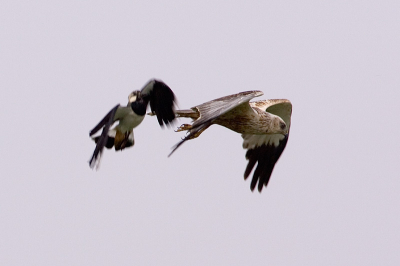 De aanval van de Kievit op de bruine meneer. Mocht even niet in het publieke album vanwege mijn limiet.

Canon 1D Mk.II, 500/4L, 1.4xTC, uit de hand