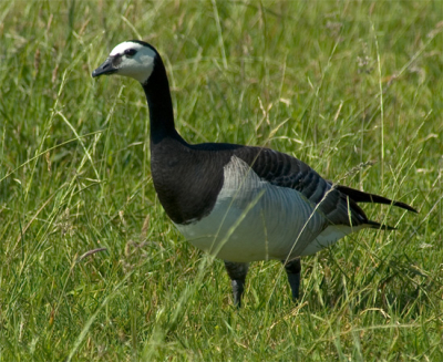 Deze brandgans liep op het Laarzenpad te fourageren en liet zich gewillig fotograferen. Dit was mijn eerste kennismaking met het Naardermeer en dit smaakt naar meer.