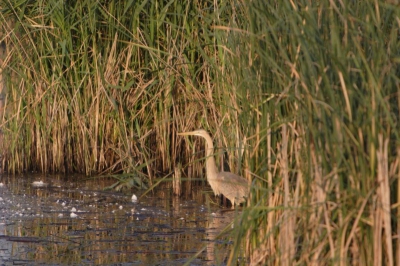 Bij het fotograferen  was de vraag waar blijven de jonge vogels.Zondag lieten die zich heel goed zien in plasdras.De foto is niet scherp maar even ter info