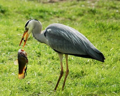 De tweede van de serie waarbij de reiger een zeelt te pakken heeft. Hier liet hij hem vallen.....