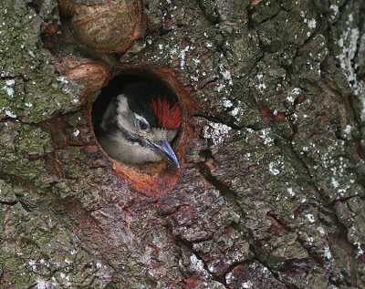 Fiets ik vanochtend door het Wilhelminapark in Utrecht zie ik in een keer een jonge specht half uit de boom. Snel de camera gehaald en het geluk was daar ! Prachtig zo midden in de grote stad.