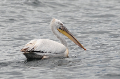 Nikon200, 1/2500, F4.5, ISO200, 200mm