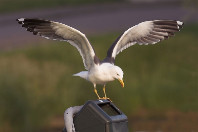 Moeilijk uit elkaar te houden al die soorten meeuwen. Dacht nog even aan geelpootmeeuw maar in ieder geval is het een vuilnisbakkenras.