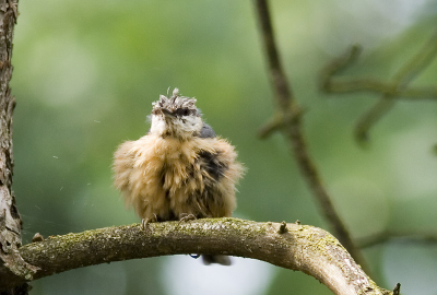 Ik was met mijn camera bezig om een grote bonte specht op de foto te proberen te zetten. Toen deze donzige boomklever voor me ging zitten.

1/200, f/5.6, iso 200, 420mm (300mm + 1.4x extender).