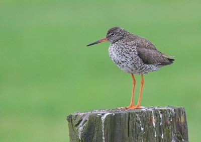 Deze tureluur liet zich vrij makkelijk benaderen . te voet naar hem heen gelopen en deze plaat gemaakt.(niet gecropt)
canon20D,100-400mmL,eenpoot