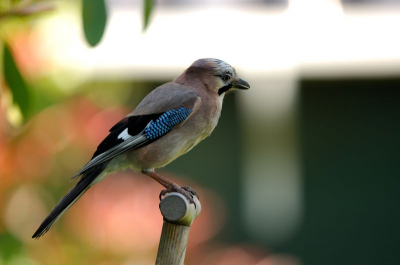 Deze "rover"wist precies waar de nesten met jonge vogels zaten en ging regelmatig op de uitkijk zitten.
Nikon D2x 400mm f2.8- 1/250 iso 100 Statief met Wimberley