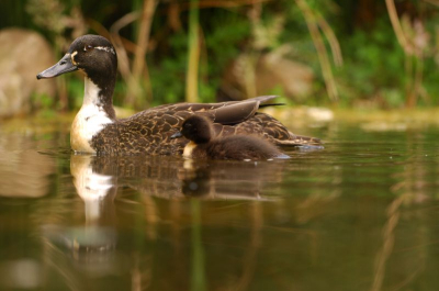 Liggend naast de vijver kon ik moeder en kind uitgebreid laten wennen aan mijn aanwezigheid. Moedereend was al eens vroeg in het voorjaar komen kijken in onze tuin en lustte ook wel het e.e.a.