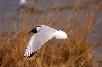 Zwevend boven haar nest, ondernam deze kokmeeuw regelmatig een aanval op ganzen om ze uit de buurt te houden. 
D2x met 400mm en 1.7 xTC f4.8 1/500