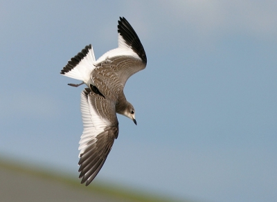 Juveniele vogel  duikend naar visjes
Canon 10D