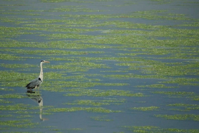 <i class='fa fa-user'></i> Eric Gibcus | Blauwe Reiger  <i class='fa fa-eye'> 449</i>  <i class='fa fa-thumbs-up'> 15</i>   <i class='fa fa-comment-o'> 14</i>