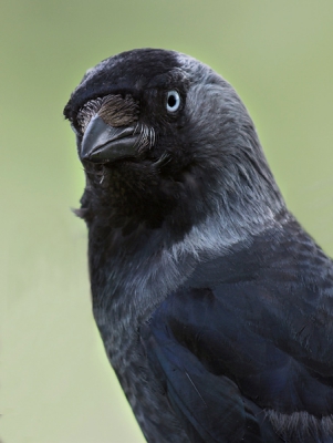 portret van 1 van de tuin kauwtjes