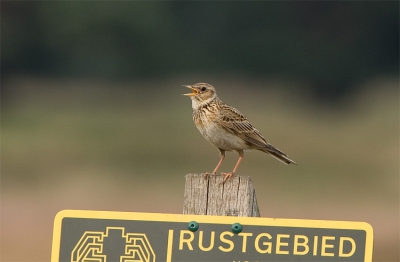 Deze veldleeuwerik was zo aardig om even voor mij te poseren op een bekend paaltje. 

Genomen met Minolta 7D + Minolta AF 400mm 4,5 + 1,4x converter.