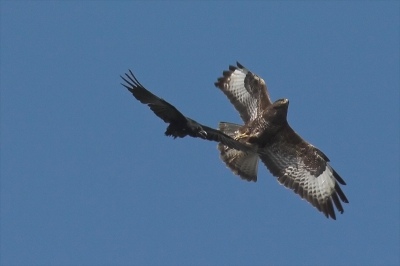 De kraai voerde steeds maar weer duikvluchten uit op de buizerd, die ze steeds mooi ontweek.
Het was ook niet agressief bedoeld, volgens mij deden ze eerder een dansje.

20D + 400/5,6